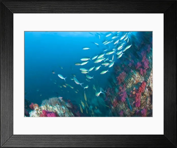 Framed Print : DDE-90025571 Framed Print : DDE-90025571