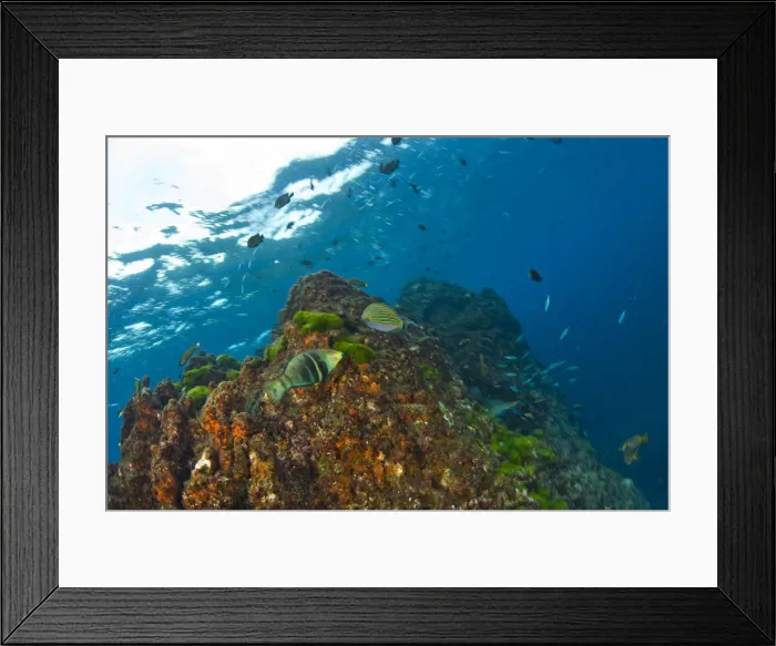 Framed Print : DDE-90025572