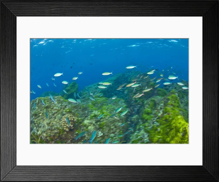 Framed Print : DDE-90025573