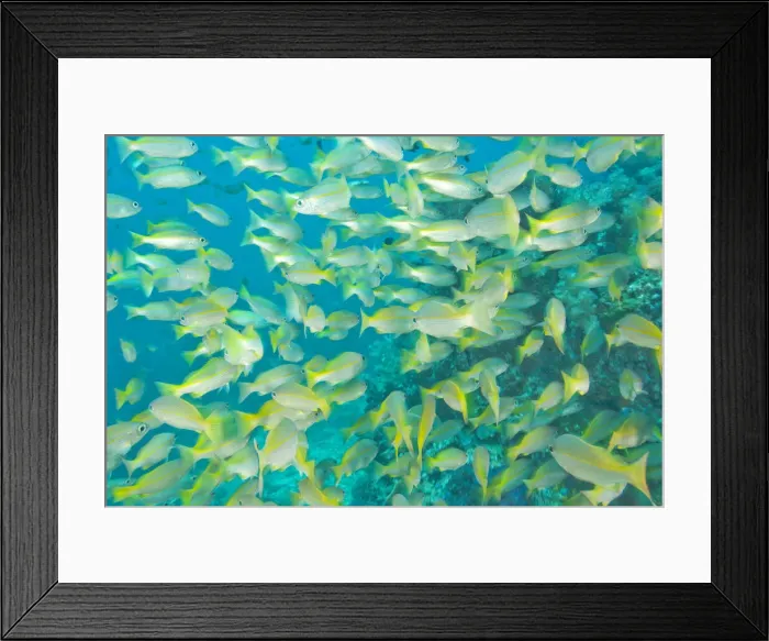 Framed Print : DDE-90025574 Framed Print : DDE-90025574