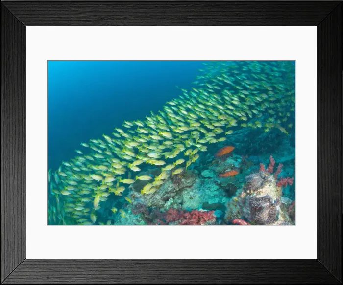 Framed Print : DDE-90025570