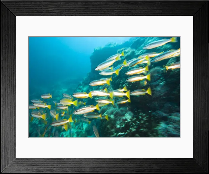 Framed Print : DDE-90025575 Framed Print : DDE-90025575