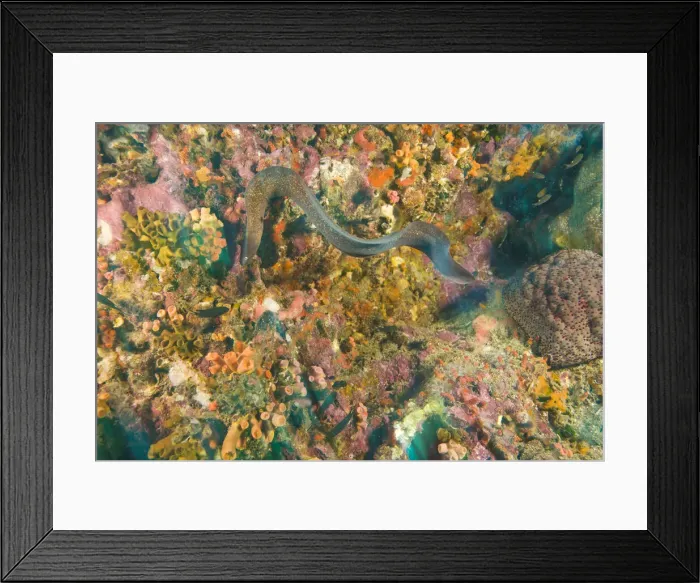 Framed Print : DDE-90025576 Framed Print : DDE-90025576