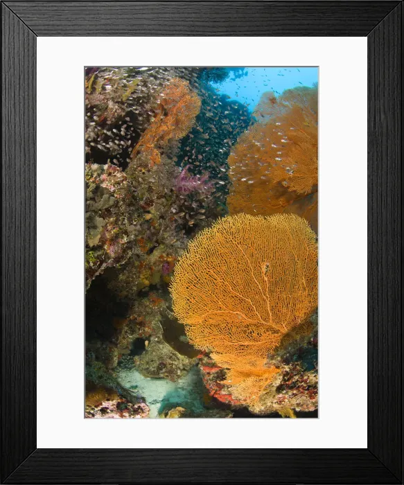 Framed Print : DDE-90025578 Framed Print : DDE-90025578