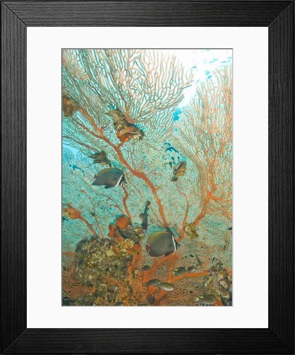 Framed Print : DDE-90025579 Framed Print : DDE-90025579