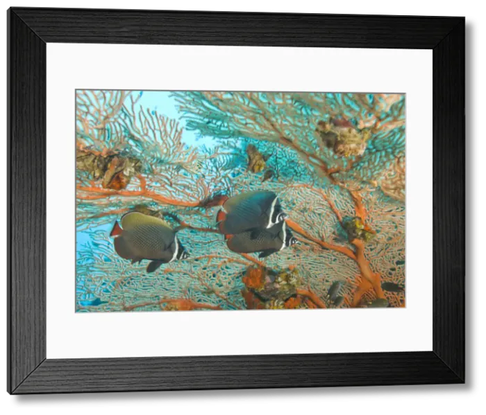 Framed Print : DDE-90025577 Framed Print : DDE-90025577