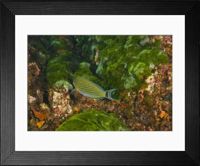 Framed Print : DDE-90025582 Framed Print : DDE-90025582