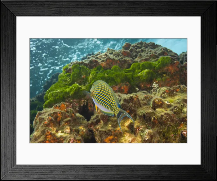 Framed Print : DDE-90025583 Framed Print : DDE-90025583