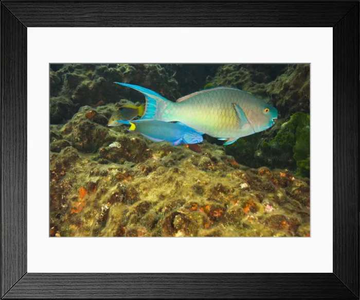 Framed Print : DDE-90025584 Framed Print : DDE-90025584