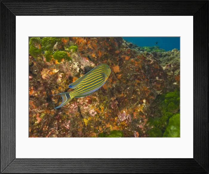Framed Print : DDE-90025585 Framed Print : DDE-90025585