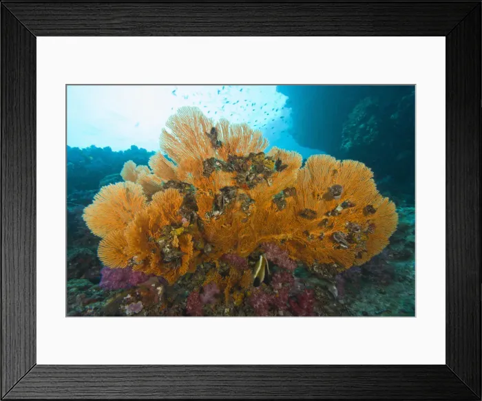 Framed Print : DDE-90025586 Framed Print : DDE-90025586