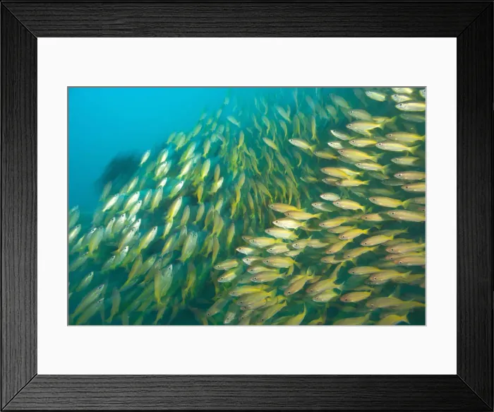 Framed Print : DDE-90025587 Framed Print : DDE-90025587