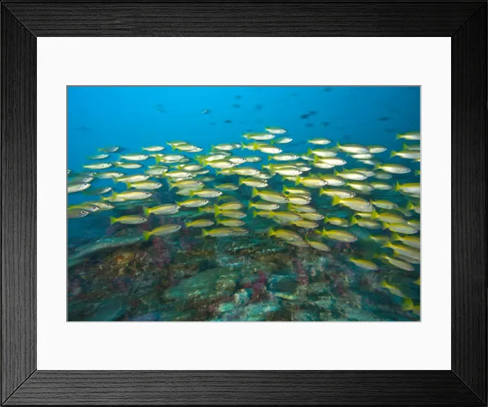 Framed Print : DDE-90025589 Framed Print : DDE-90025589