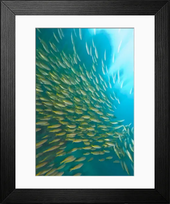 Framed Print : DDE-90025588 Framed Print : DDE-90025588
