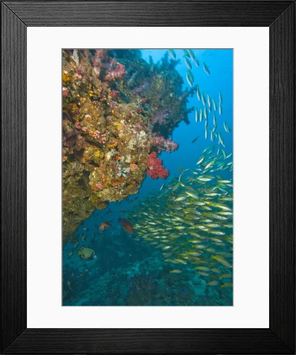 Framed Print : DDE-90025590 Framed Print : DDE-90025590