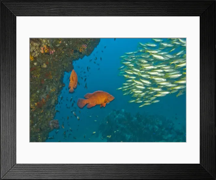 Framed Print : DDE-90025591