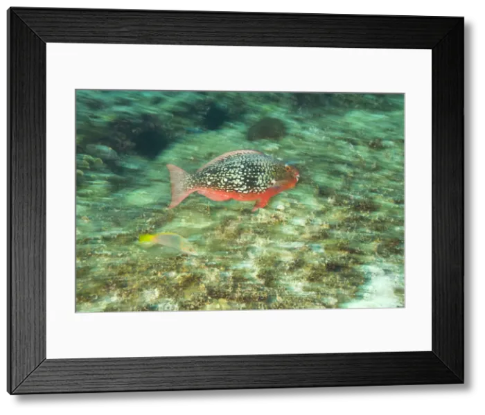 Framed Print : DDE-90025593