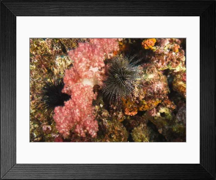 Framed Print : DDE-90025592 Framed Print : DDE-90025592
