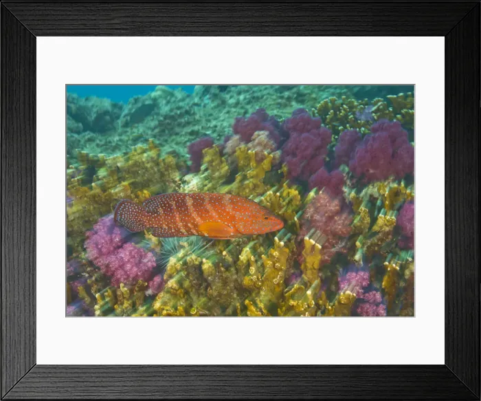 Framed Print : DDE-90025594