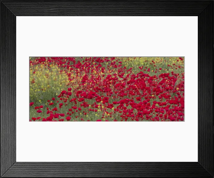 Framed Print : DDE-90025609 Framed Print : DDE-90025609