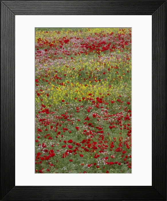 Framed Print : DDE-90025610 Framed Print : DDE-90025610