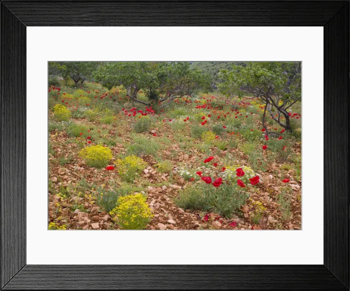 Framed Print : DDE-90025611