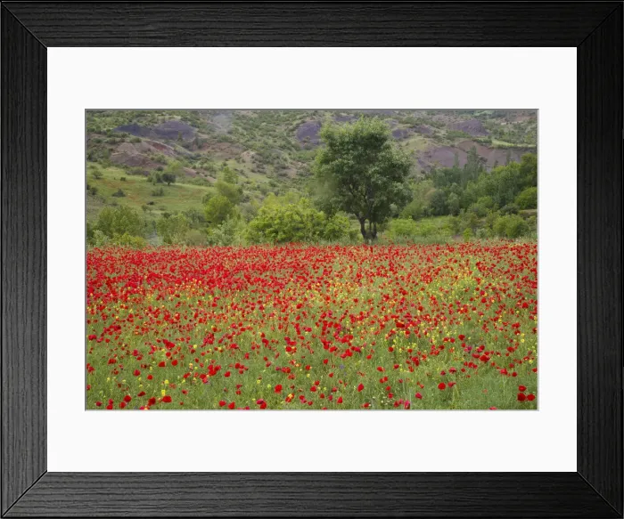 Framed Print : DDE-90025612 Framed Print : DDE-90025612