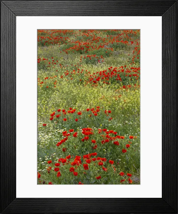 Framed Print : DDE-90025631 Framed Print : DDE-90025631