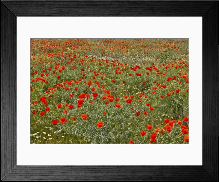 Framed Print : DDE-90025632 Framed Print : DDE-90025632