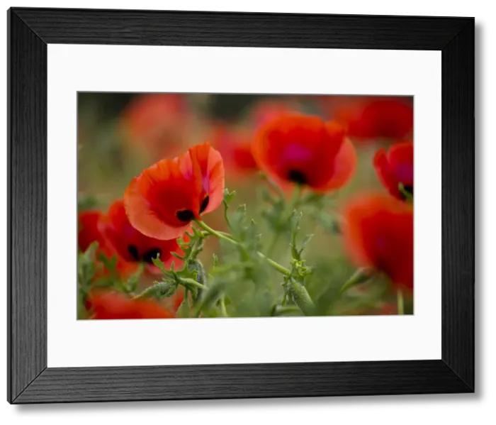 Framed Print : DDE-90025633 Framed Print : DDE-90025633