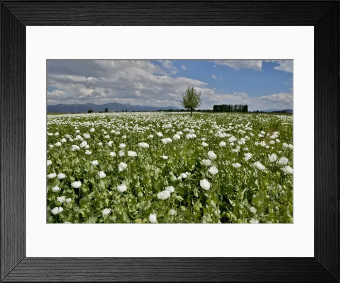 Framed Print : DDE-90025635 Framed Print : DDE-90025635
