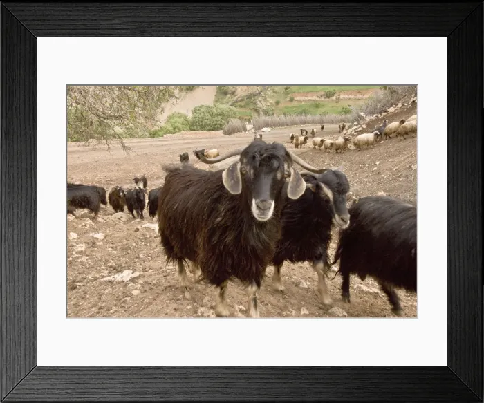 Framed Print : DDE-90025640 Framed Print : DDE-90025640