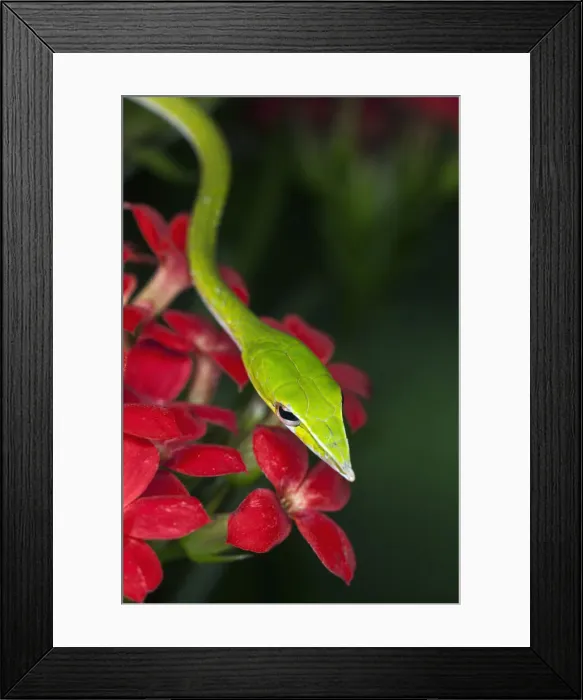 Framed Print : DDE-90025644 Framed Print : DDE-90025644