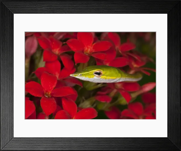 Framed Print : DDE-90025645 Framed Print : DDE-90025645