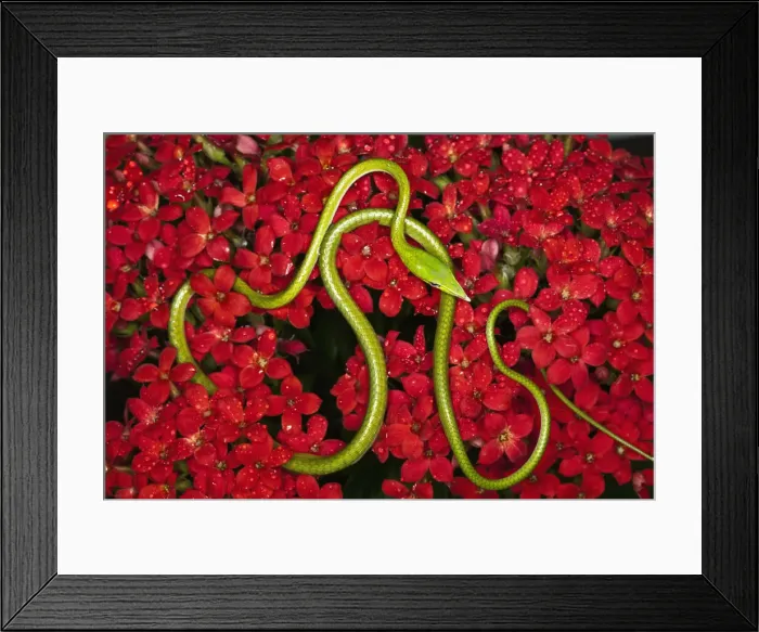 Framed Print : DDE-90025646 Framed Print : DDE-90025646