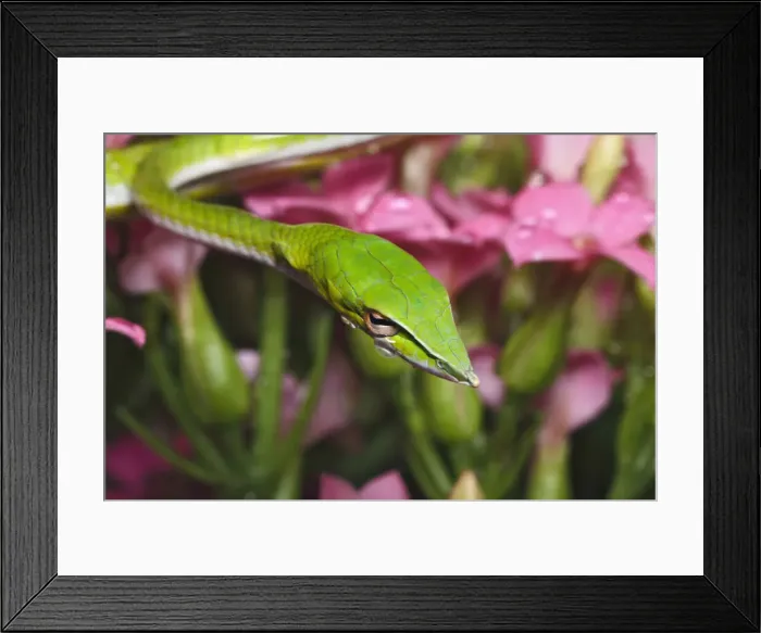 Framed Print : DDE-90025647 Framed Print : DDE-90025647