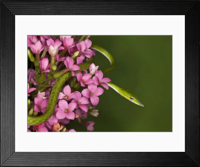 Framed Print : DDE-90025648