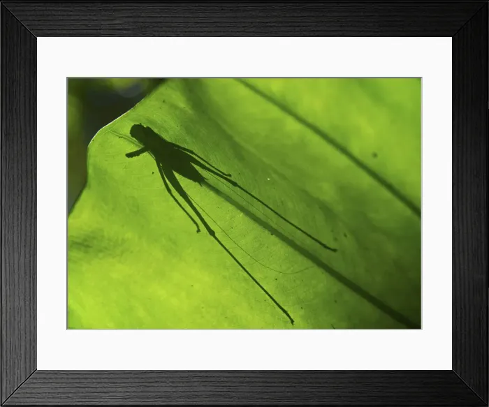 Framed Print : DDE-90025649 Framed Print : DDE-90025649