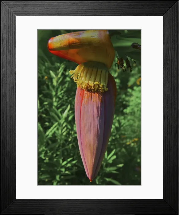 Framed Print : DDE-90025658 Framed Print : DDE-90025658