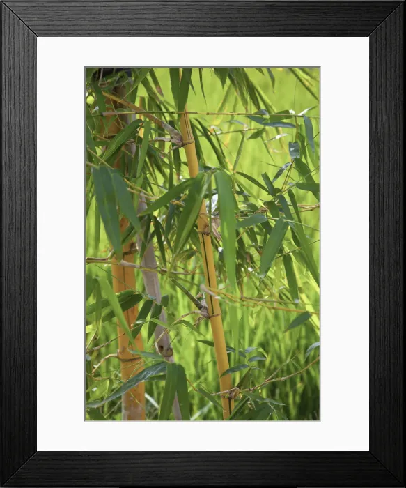 Framed Print : DDE-90025661