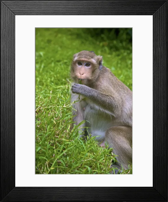 Framed Print : DDE-90025712 Framed Print : DDE-90025712