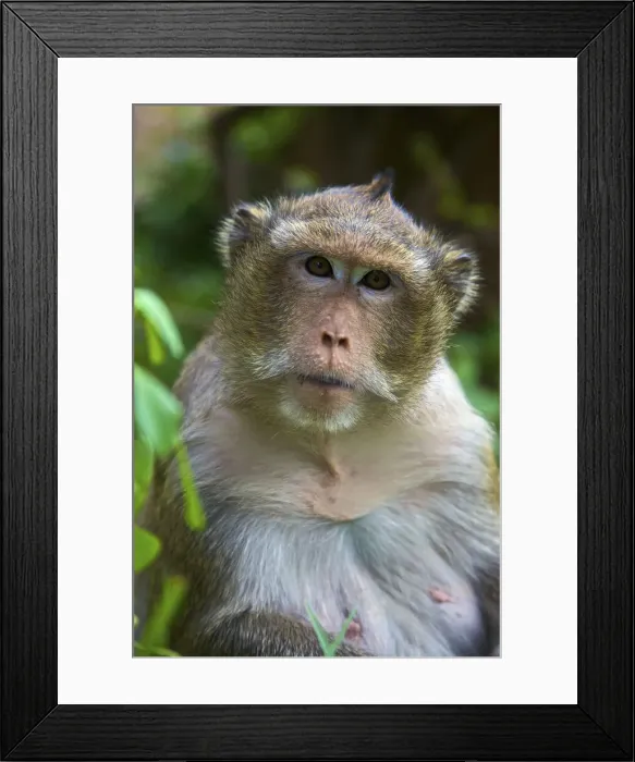 Framed Print : DDE-90025713 Framed Print : DDE-90025713