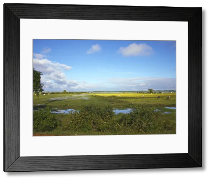 Framed Print : DDE-90025716 Framed Print : DDE-90025716