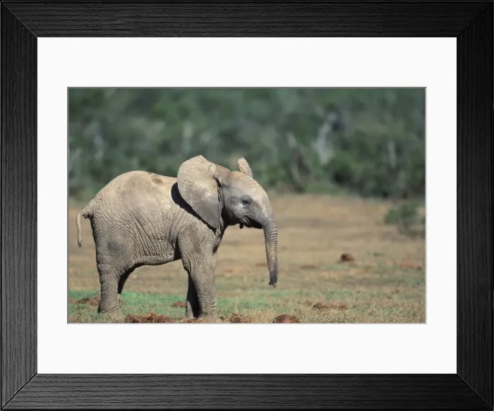 Framed Print : DDE-90025728 Framed Print : DDE-90025728