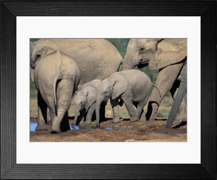 Framed Print : DDE-90025729