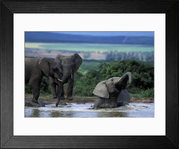 Framed Print : DDE-90025731 Framed Print : DDE-90025731