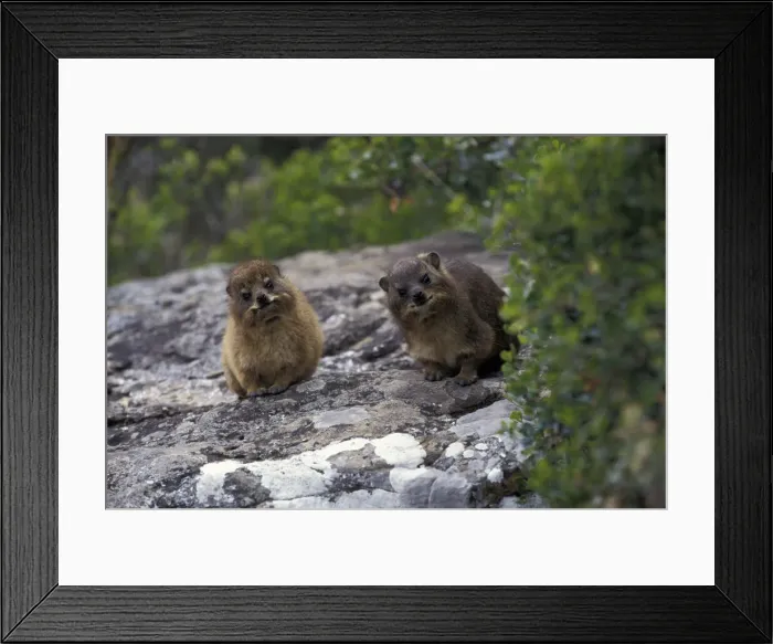 Framed Print : DDE-90025733 Framed Print : DDE-90025733