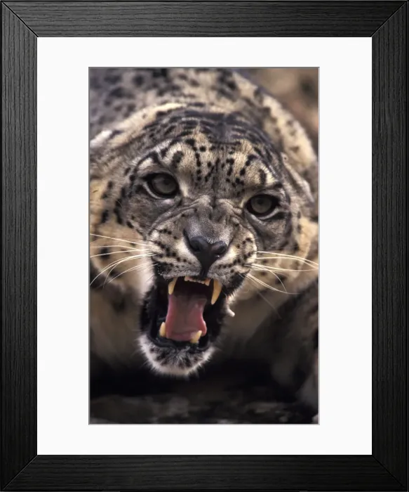 Framed Print : DDE-90025738 Framed Print : DDE-90025738