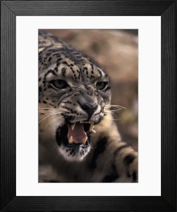 Framed Print : DDE-90025737 Framed Print : DDE-90025737