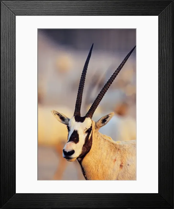 Framed Print : DDE-90025790 Framed Print : DDE-90025790